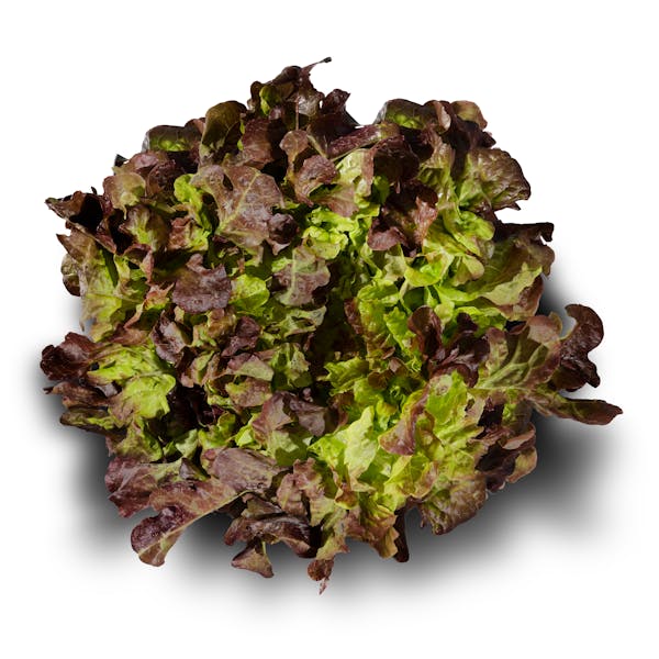 Lechuga hoja roble