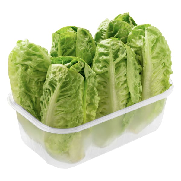Cogollos corazón de lechuga